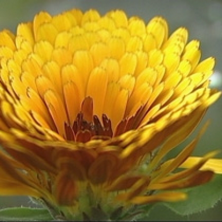 Calendula officinalis &#039;Indian Prince&#039;