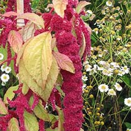 Amaranthus caudatus