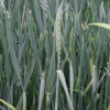 Triticum