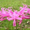 Nerine bowdenii