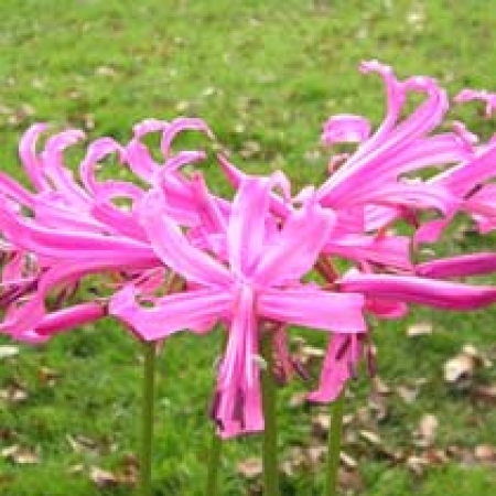 Nerine bowdenii