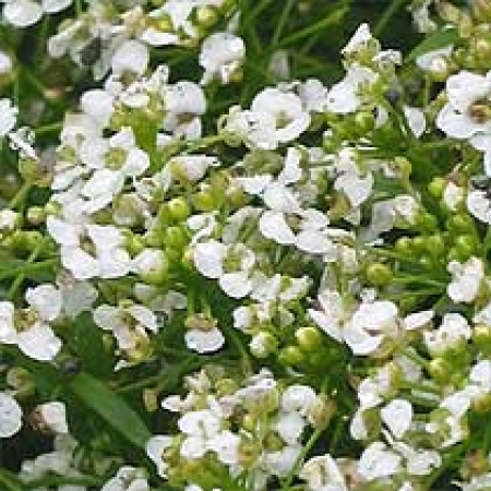 Alyssum &#039;Snowdrift&#039;