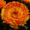 Calendula officinalis &#039;Fiesta Gitana&#039;