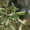 Nicotiana knightiana &#039;Green Tears&#039;