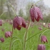 Fritillaria meleagris