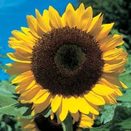 Helianthus annuus &#039;Giant Single&#039;