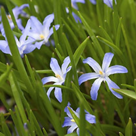 Chionodoxa forbesii