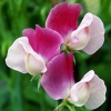 Lathyrus odoratus &#039;Painted Lady&#039;