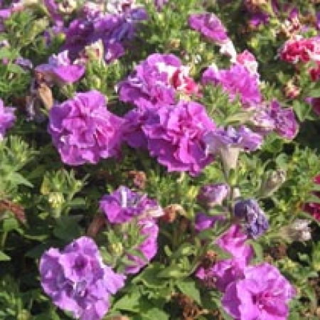 Petunia &#039;Duo Double Mixed&#039;