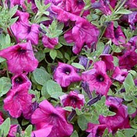 Petunia &#039;Purple Wave&#039;