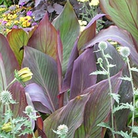 Canna indica