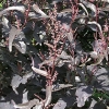 Atriplex hortensis