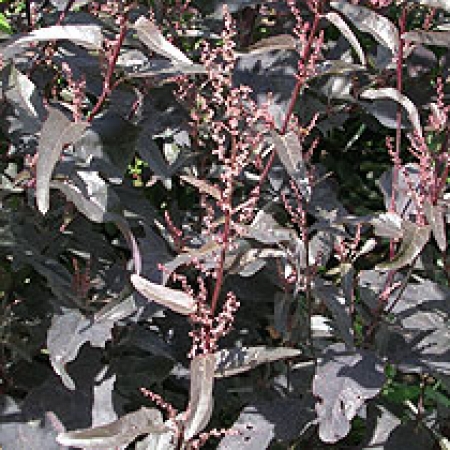 Atriplex hortensis