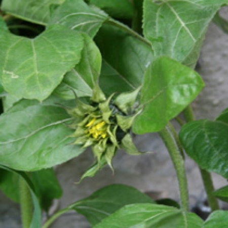 Helianthus annuus &#039;Russian Giant&#039;