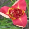 Tigridia pavonia