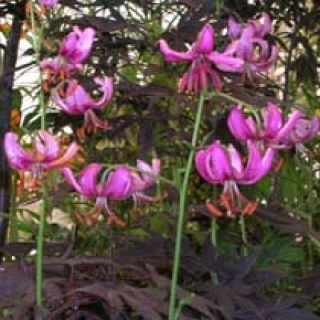 Lilium martagon