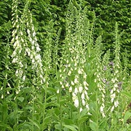 Digitalis purpurea &#039;Albiflora&#039;