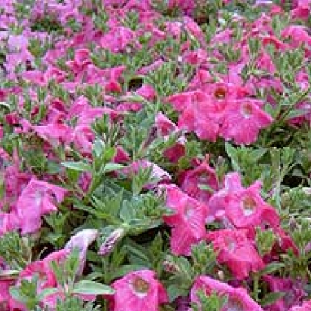 Petunia &#039;Rosy Wave&#039;