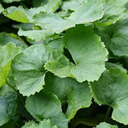 Centella asiatica