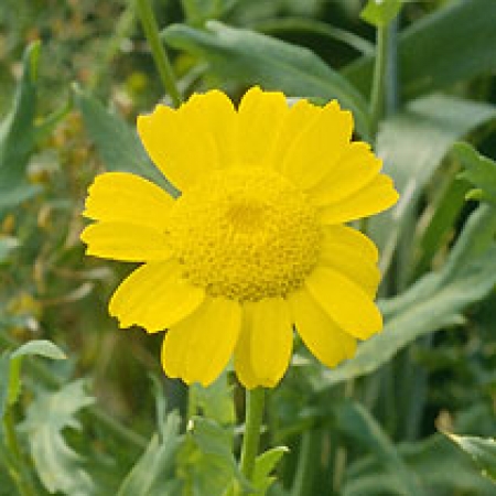 Chrysanthemum segetum