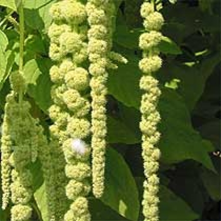 Amaranthus caudatus &#039;Viridis&#039;