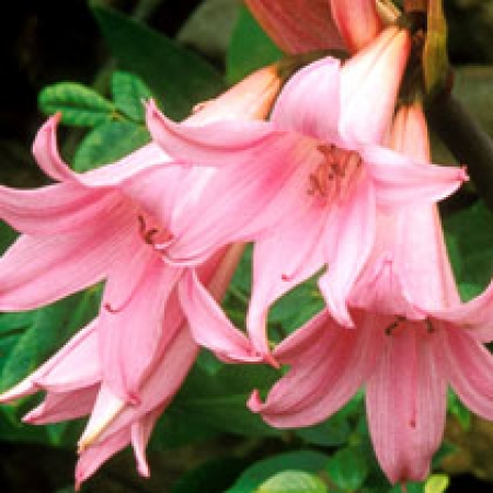 Amaryllis belladonna