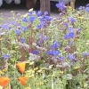 Phacelia campanularia