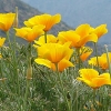 Eschscholzia californica