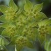 Bupleurum rotundifolium