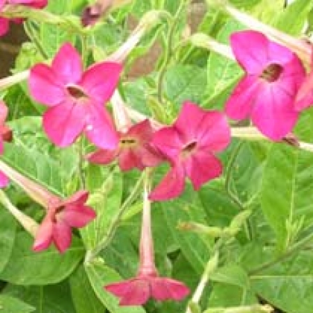 Nicotiana alata