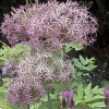 Allium cristophii