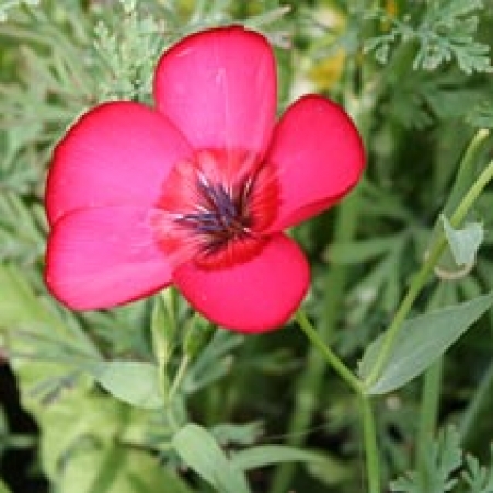 Linum rubrum