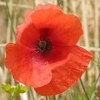 Papaver rhoeas