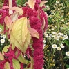 Amaranthus cruentus