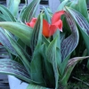 Tulipa &#039;Red Riding Hood&#039;