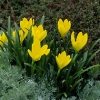 Sternbergia lutea