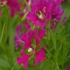 Clarkia pulchella &#039;Passion of Purple&#039;