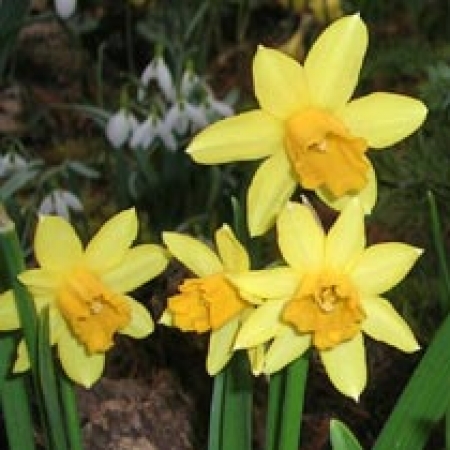 Narcissus &#039;Tete-a-tete&#039;