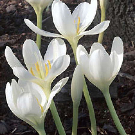 Colchicum speciosum &#039;Album&#039;