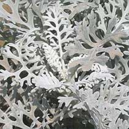 Senecio cineraria &#039;Silver Dust&#039;