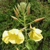 Oenothera biennis