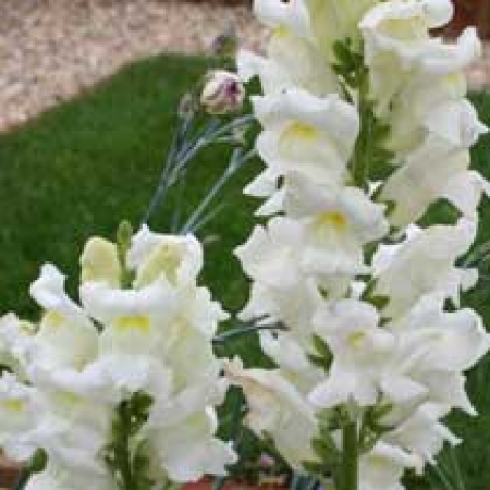 Antirrhinum majus &#039;White Wonder&#039;