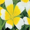 Limnanthes douglasii