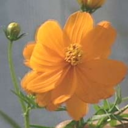 Cosmos sulphureus &#039;Cosmic Orange&#039;