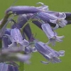 Hyacinthoides non-scripta