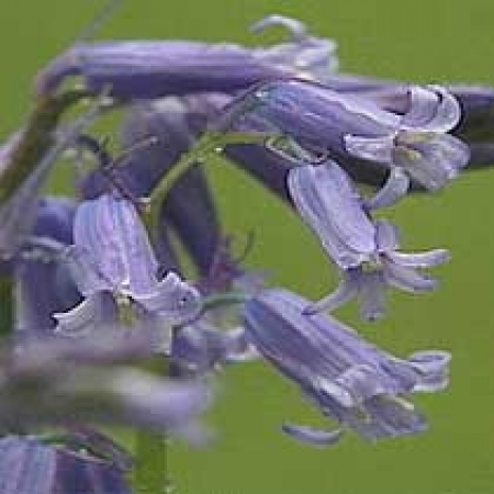 Hyacinthoides non-scripta