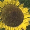 Helianthus annuus &#039;Sunrich Lemon&#039;