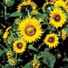 Helianthus annuus &#039;Irish Eyes&#039;