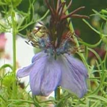 Nigella hispanica &#039;Midnight&#039;