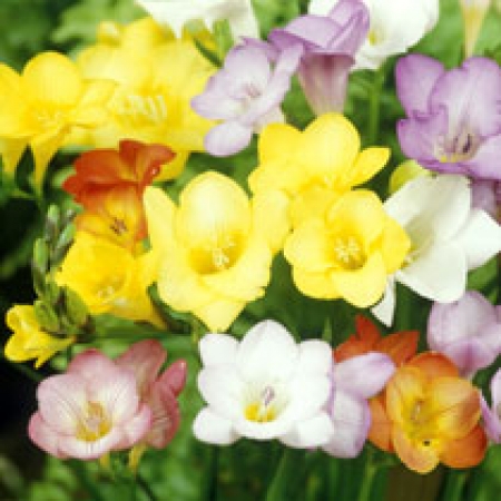 Freesia